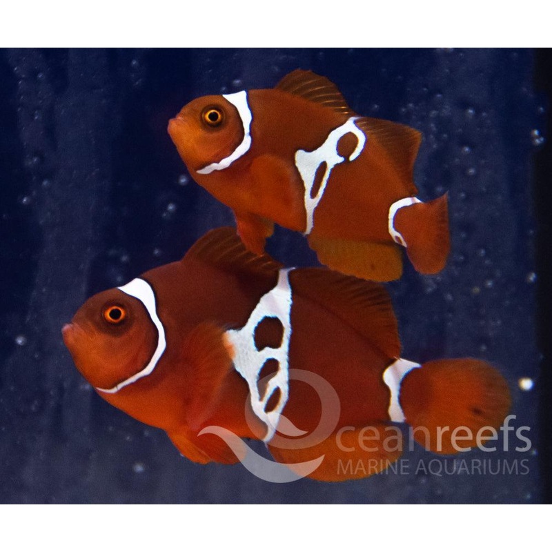 Lightning Maroon Clownfish Pair