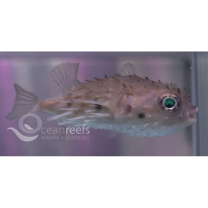 Long Spine Puffer