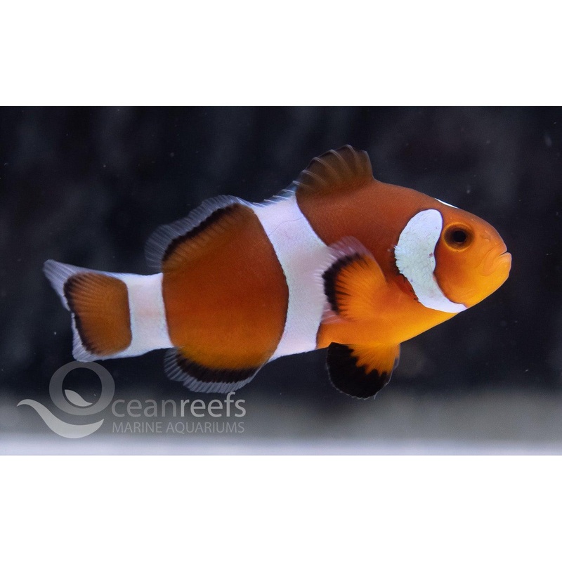 Mocha Ocellaris Clownfish