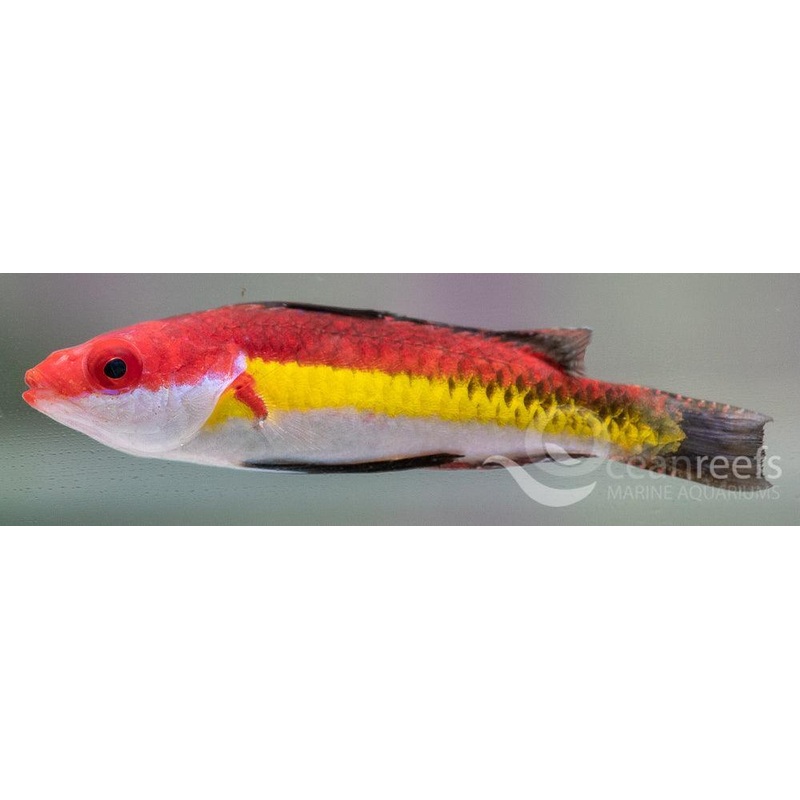 Naoko Wrasse