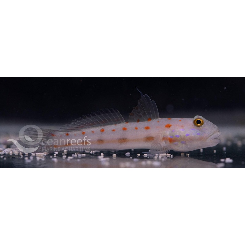 Orange Spot Sandsifter