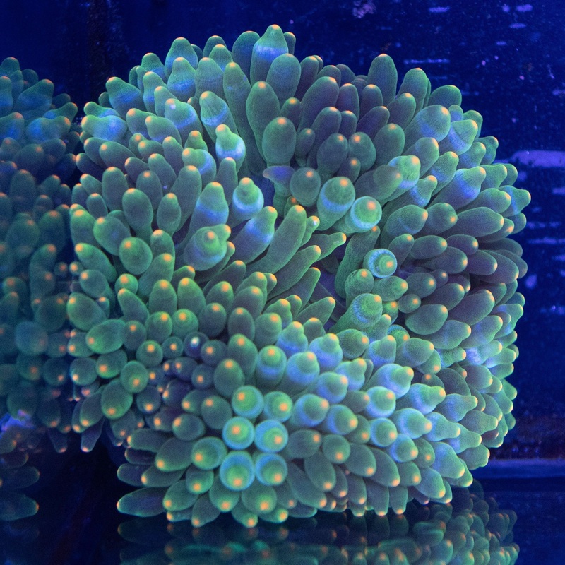 Orange Tip Bubble Tip Anemone