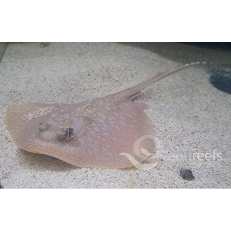 Painted Maskray
