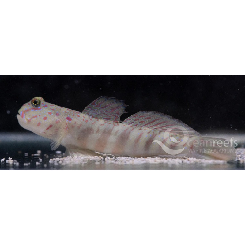 Pink Spot Shrimp Goby