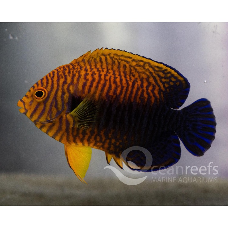 Potters Angelfish