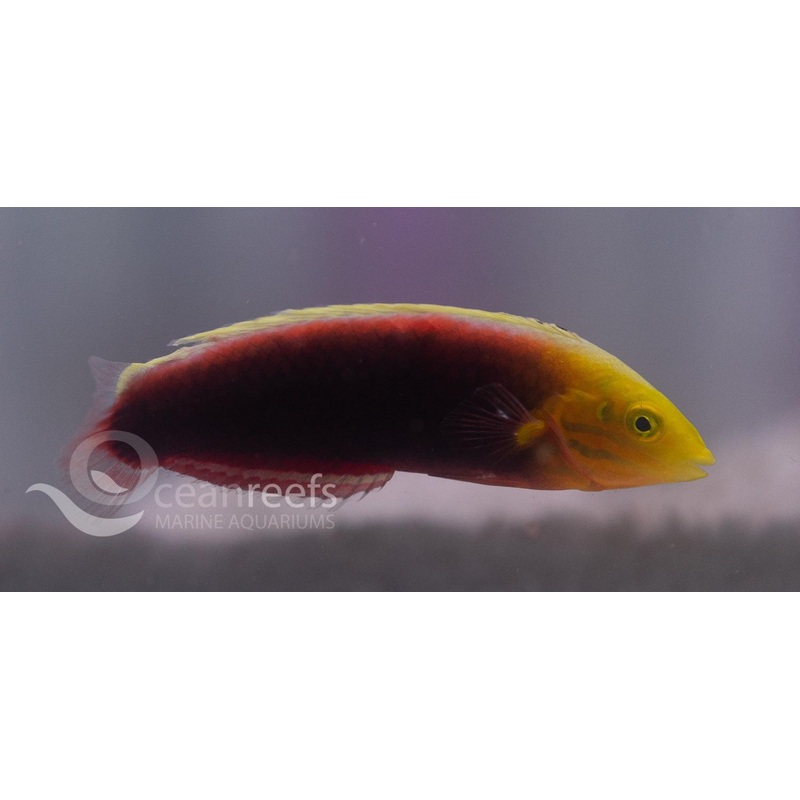 Radiant wrasse