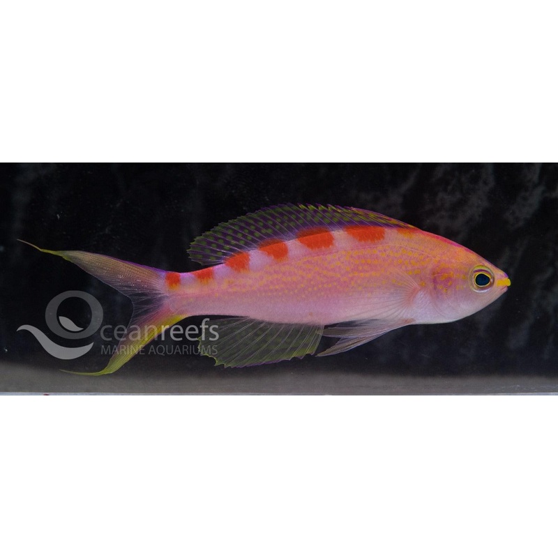 Red Saddleback Anthia