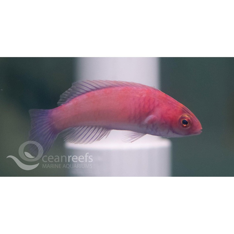 Rose Band Wrasse