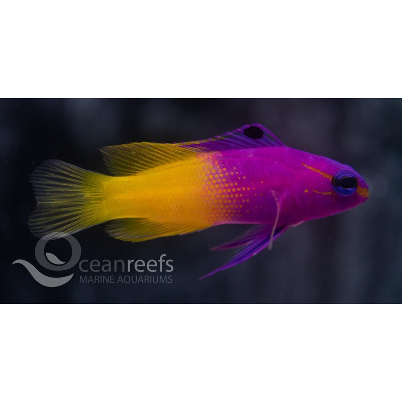 Royal Gramma (Captive Bred)