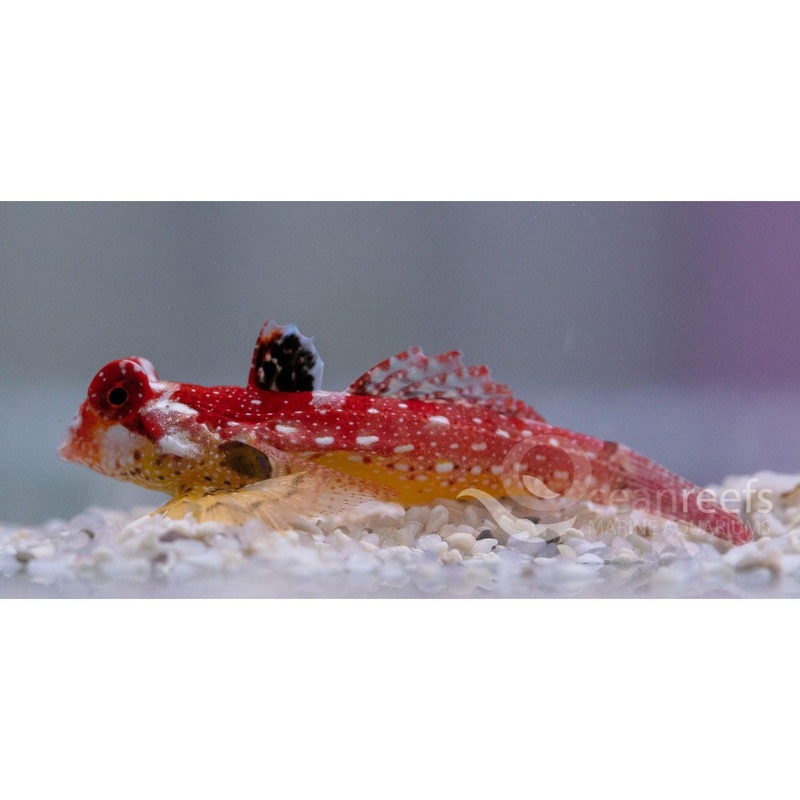 Ruby Red Scooter Blenny