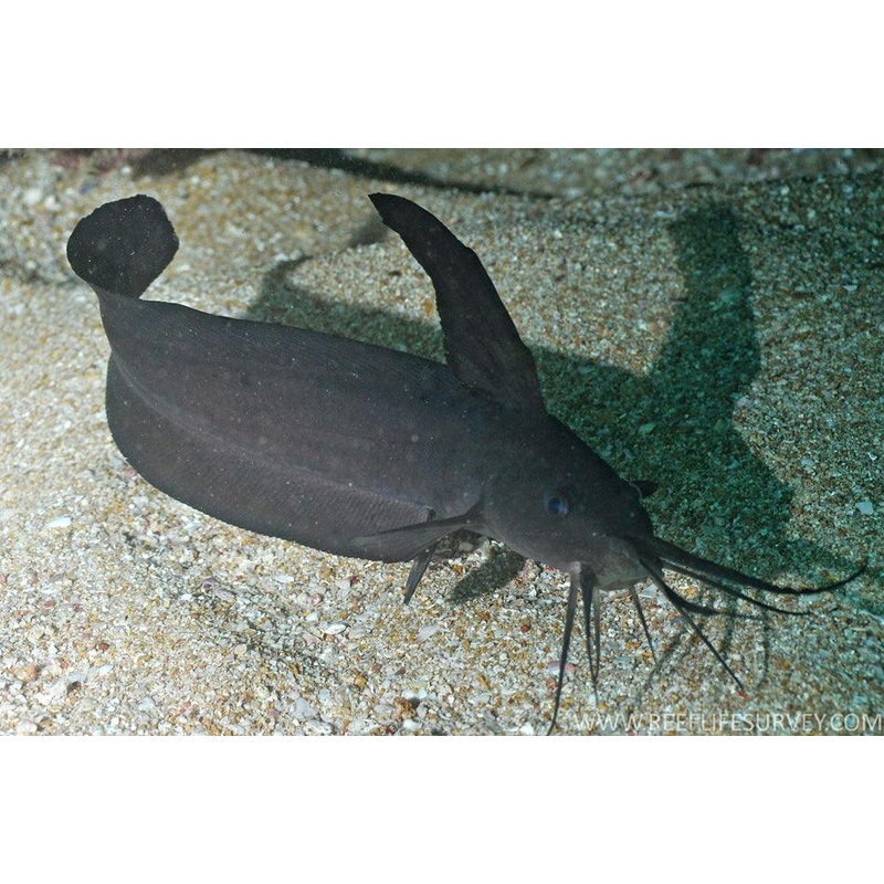 Sailfin Catfish