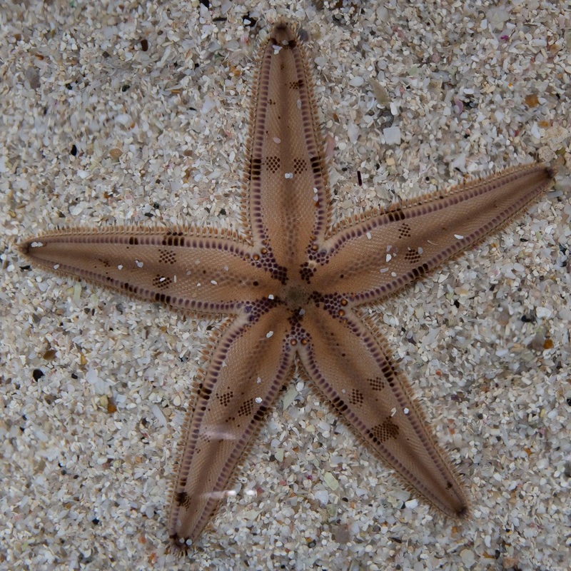 Sand Sifting Starfish