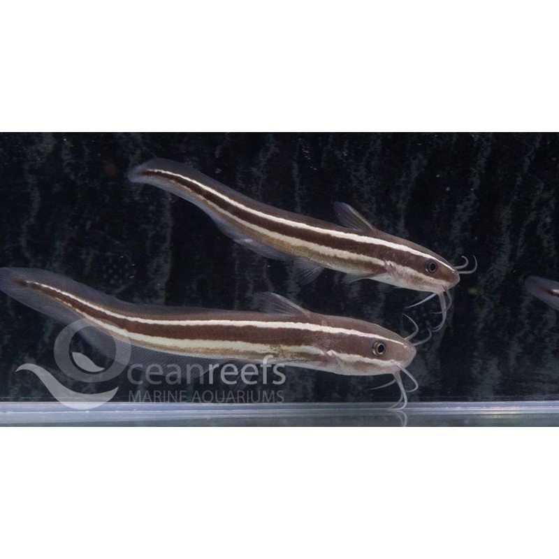 Striped Catfish