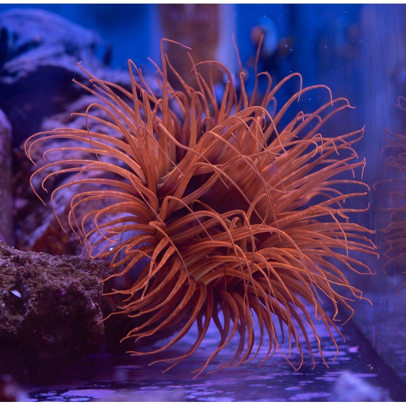 Ultra Tube Anemone