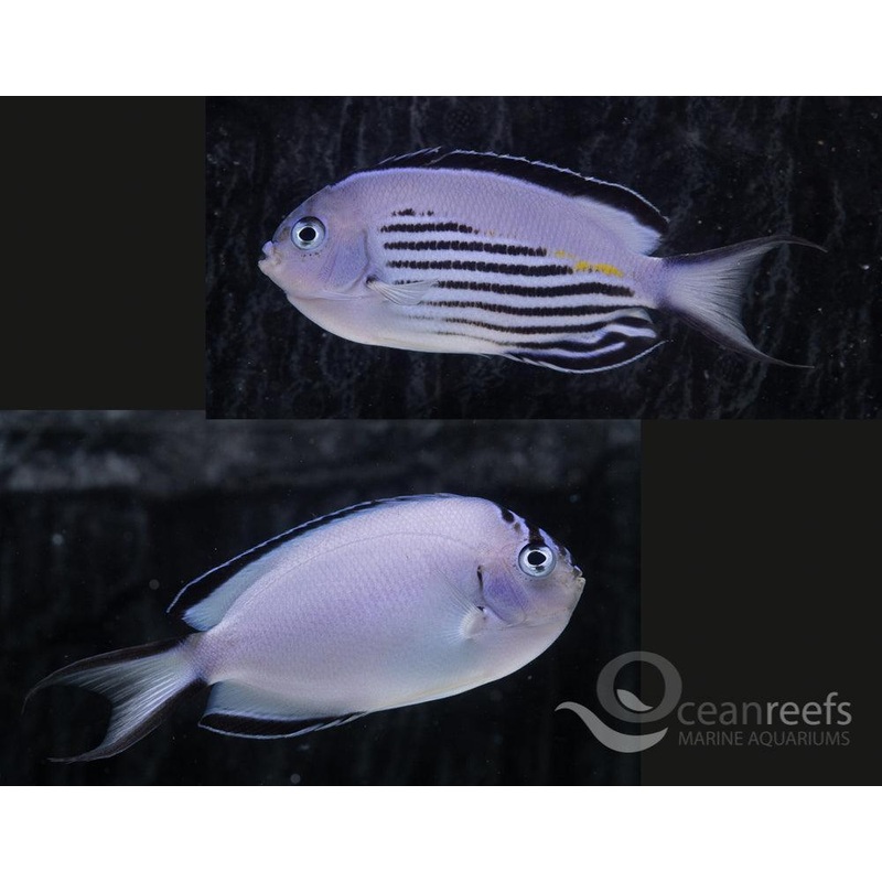 Watanabei Angelfish Pair