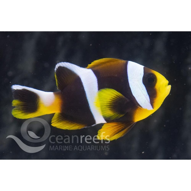 Allard's Clownfish