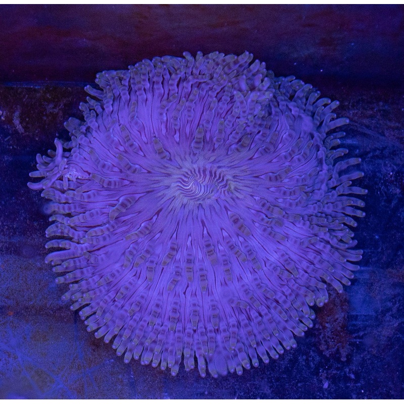 Aurora Anemone