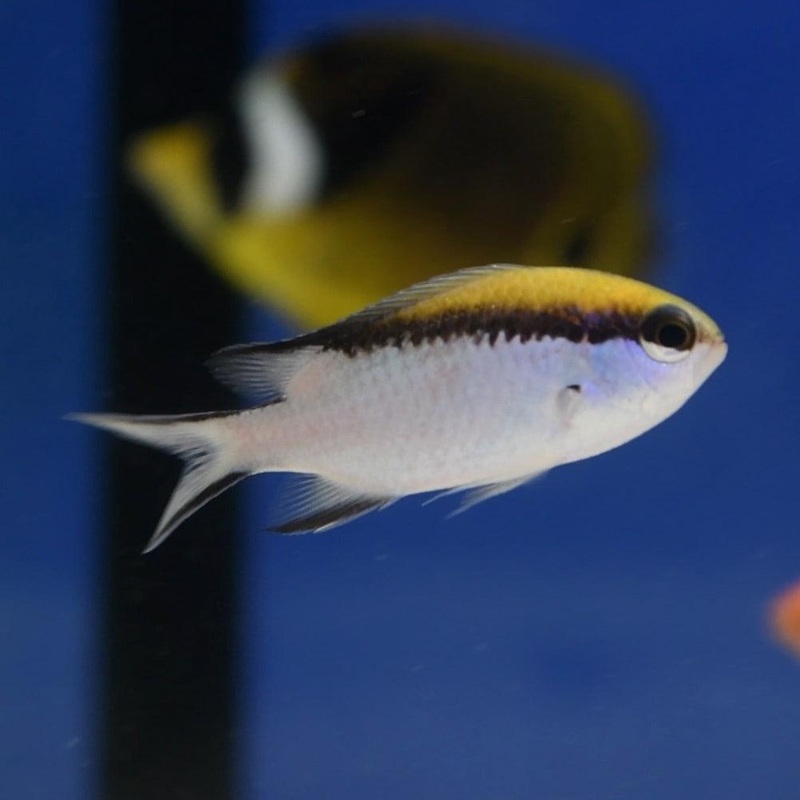Barrier Reef Chromis