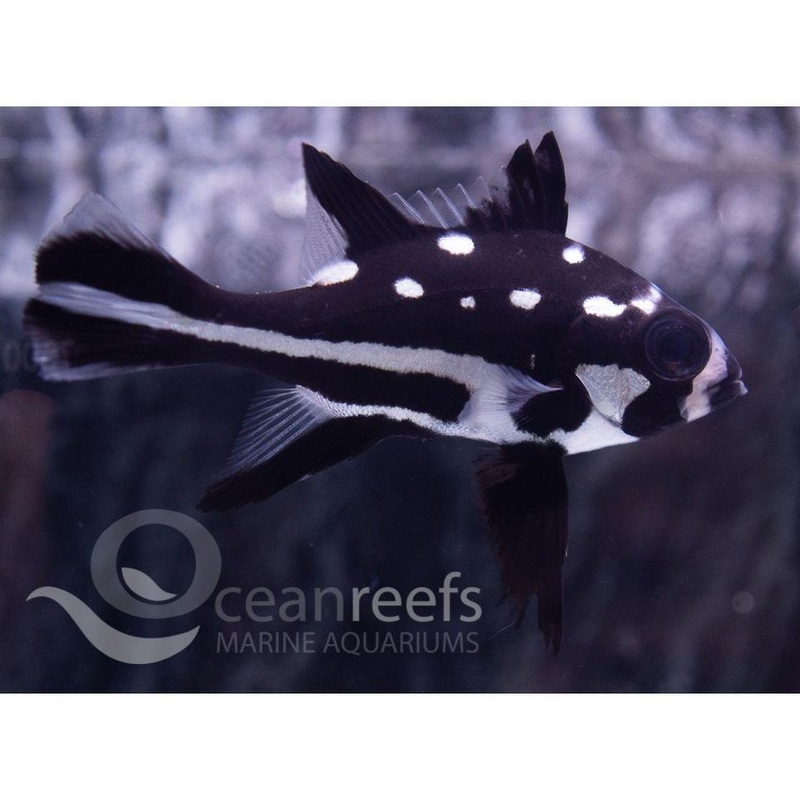 Black and White Snapper Juvenile