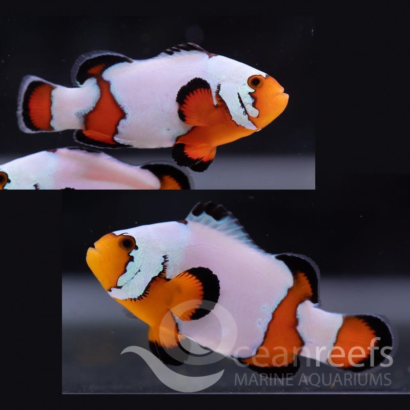 Black Ice Clownfish Pair