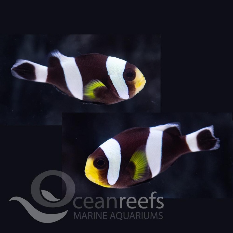 Black Sebae Anemonefish (Pair)