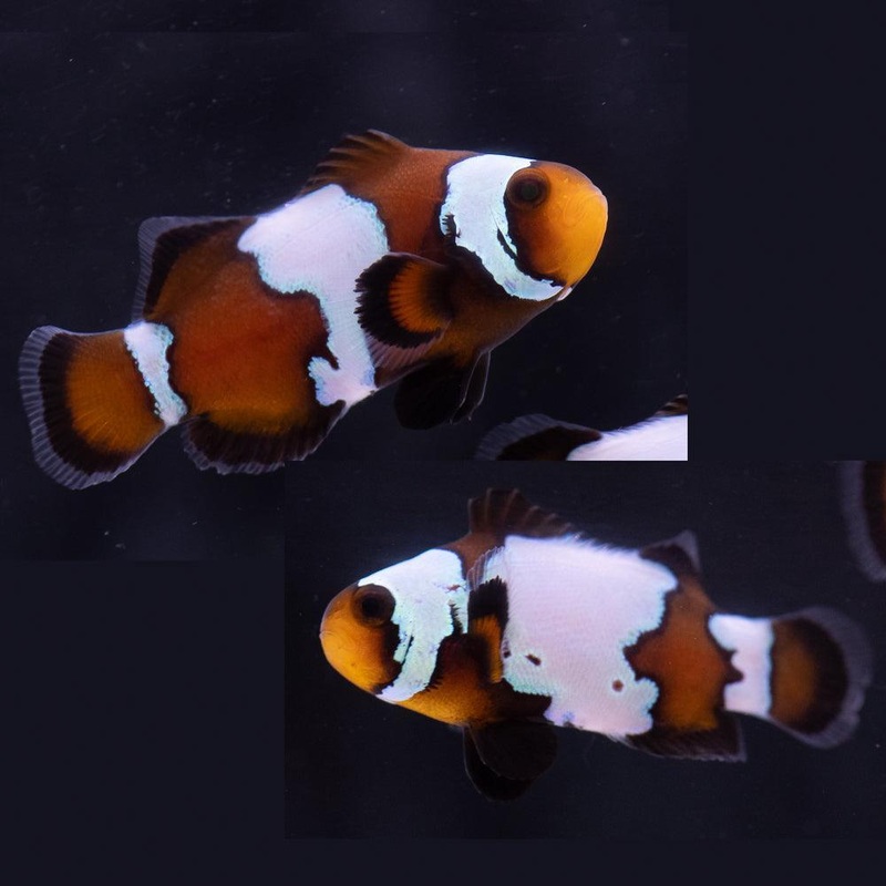 Black Snowflake Clownfish Pair