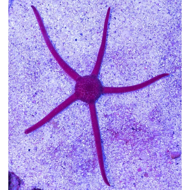Brittle Starfish