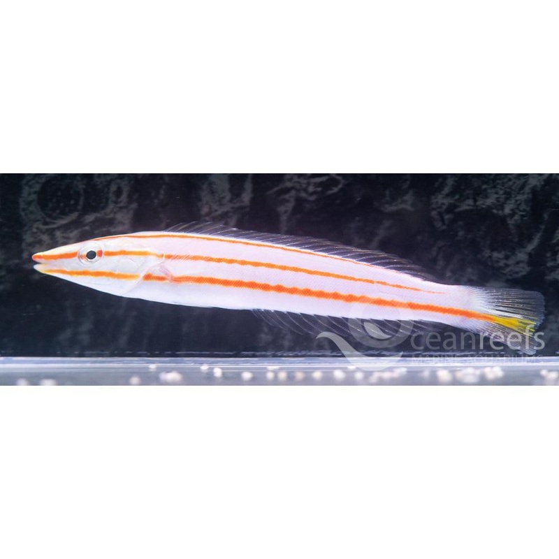 Candy Stripe Wrasse
