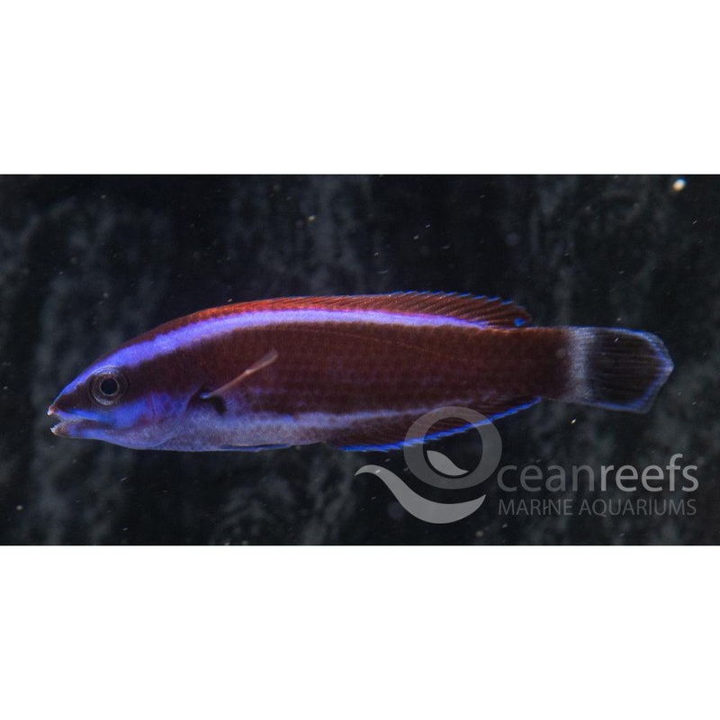 Chiseltooth Wrasse (Juvenile)