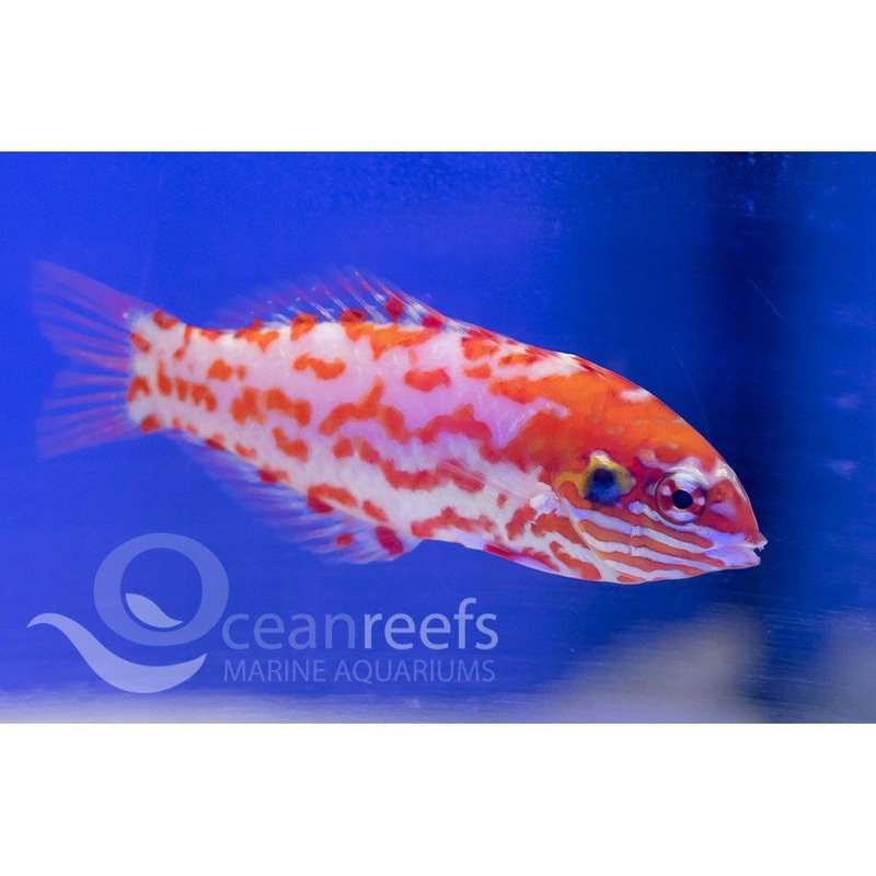 Choat's Leopard Wrasse