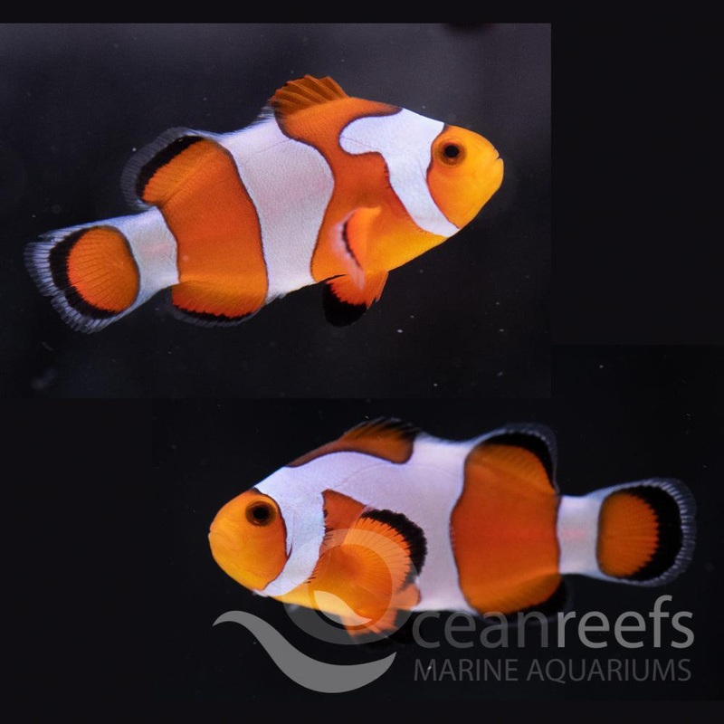 Da Vinci Clownfish Pair