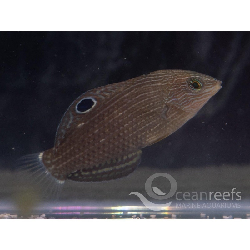 Dusky Wrasse