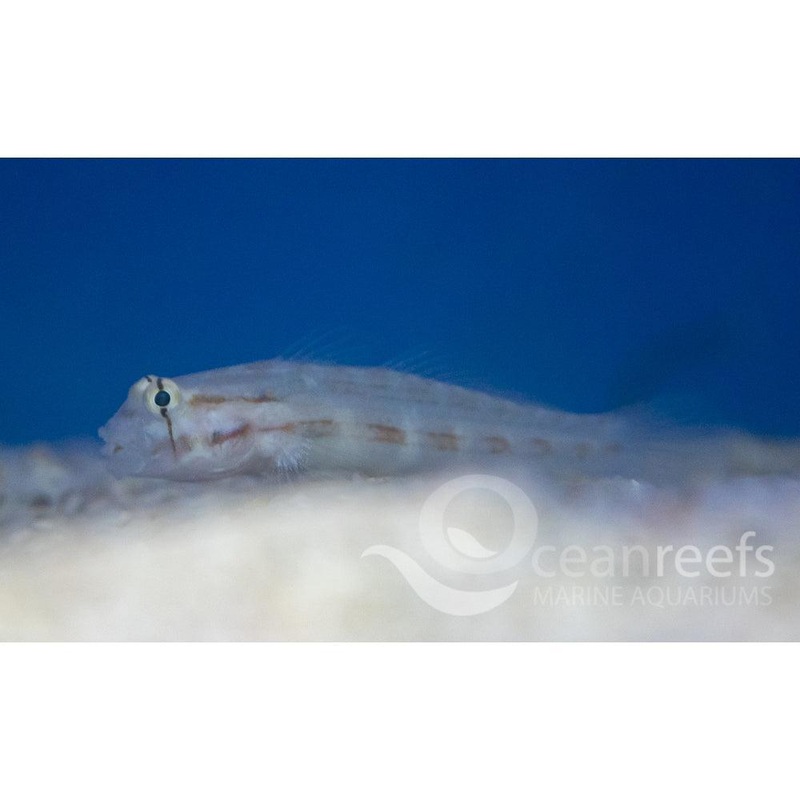 Eyebar Goby