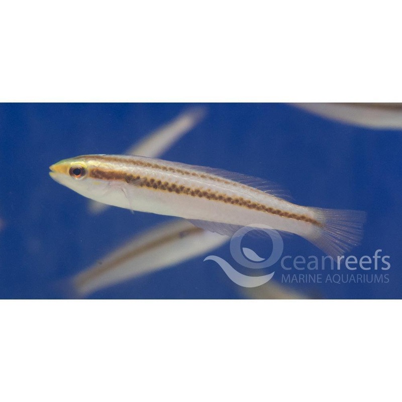 Female Shoulder Spot Wrasse