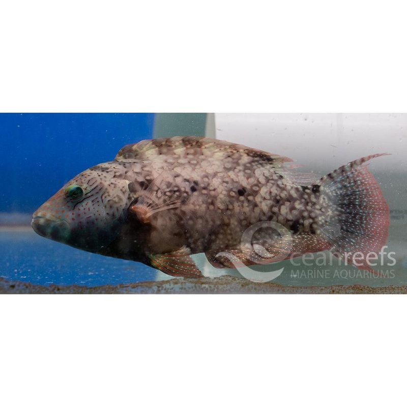 Floral Maori Wrasse