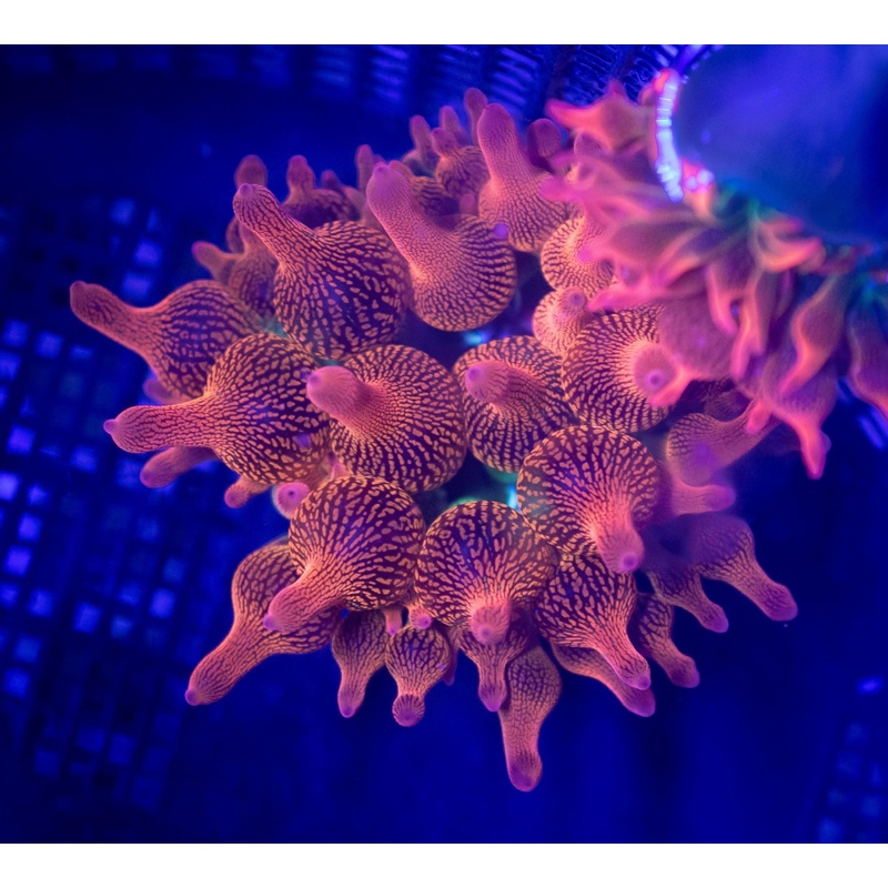 Forest Fire Bubble Tip Anemone