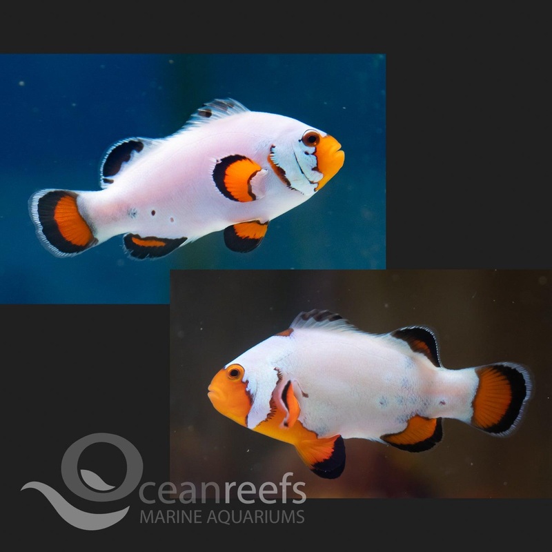 Frostbite Flurry Clownfish Pair