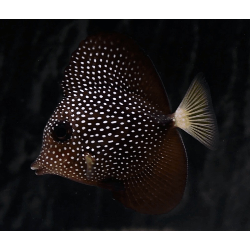 Gem Tang