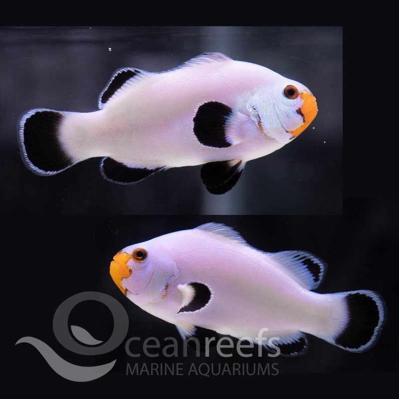 Ghost White Clownfish Pair