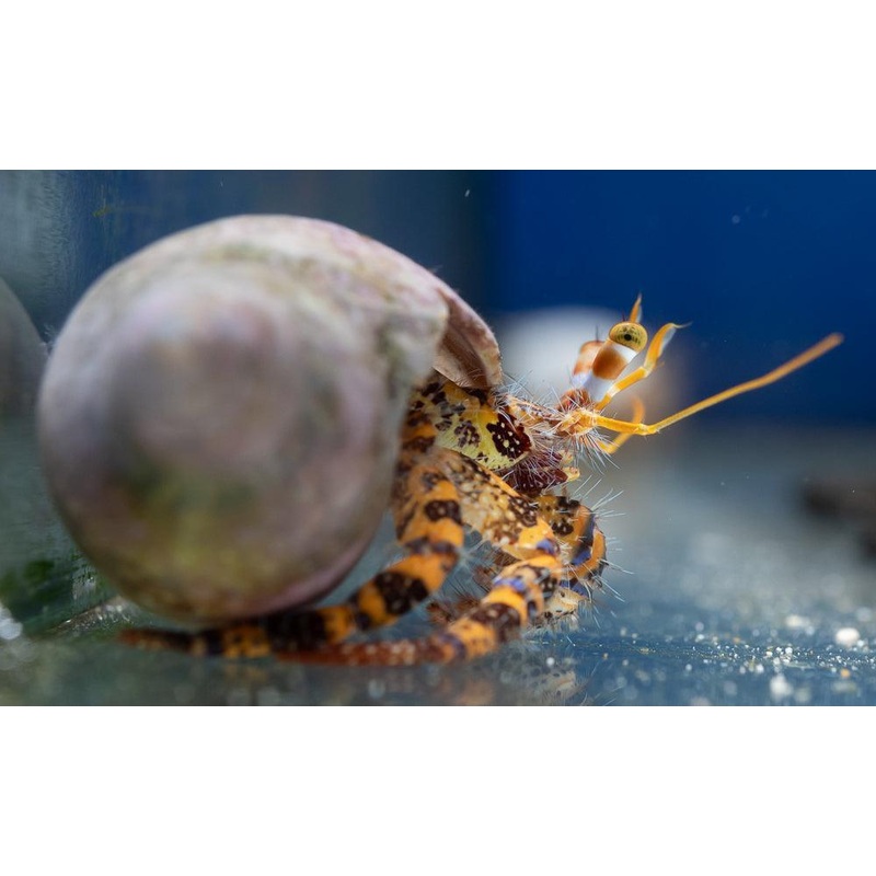Giant red hermit crab
