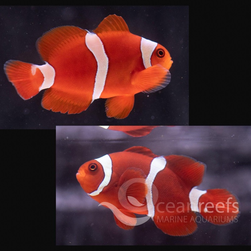 Gold Stripe Maroon Clownfish
