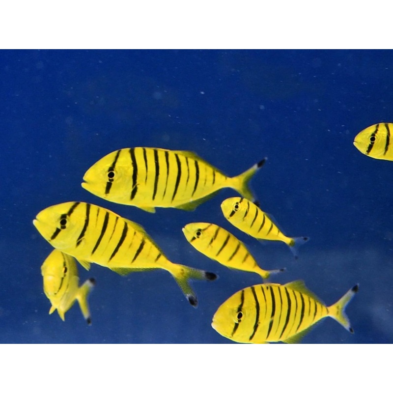 Golden Trevally (Juvenile)