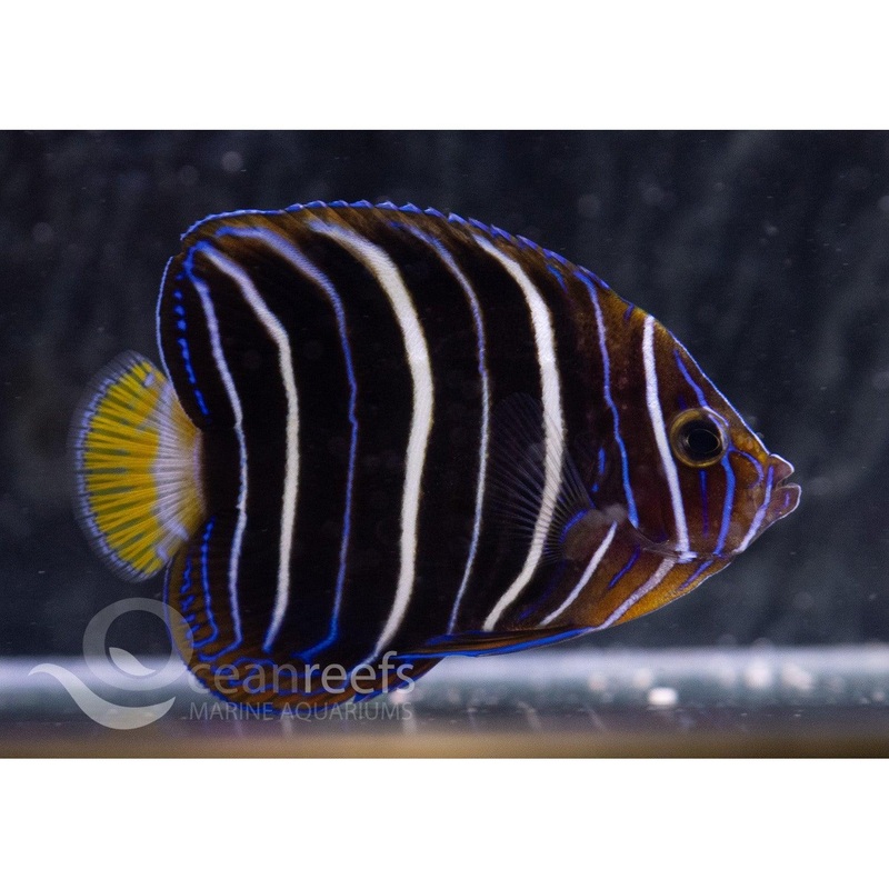 Goldtail Angelfish Juvenile