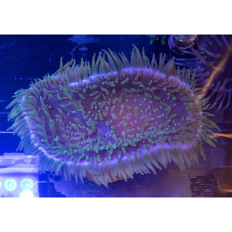 Green Beaded Sand Anemone