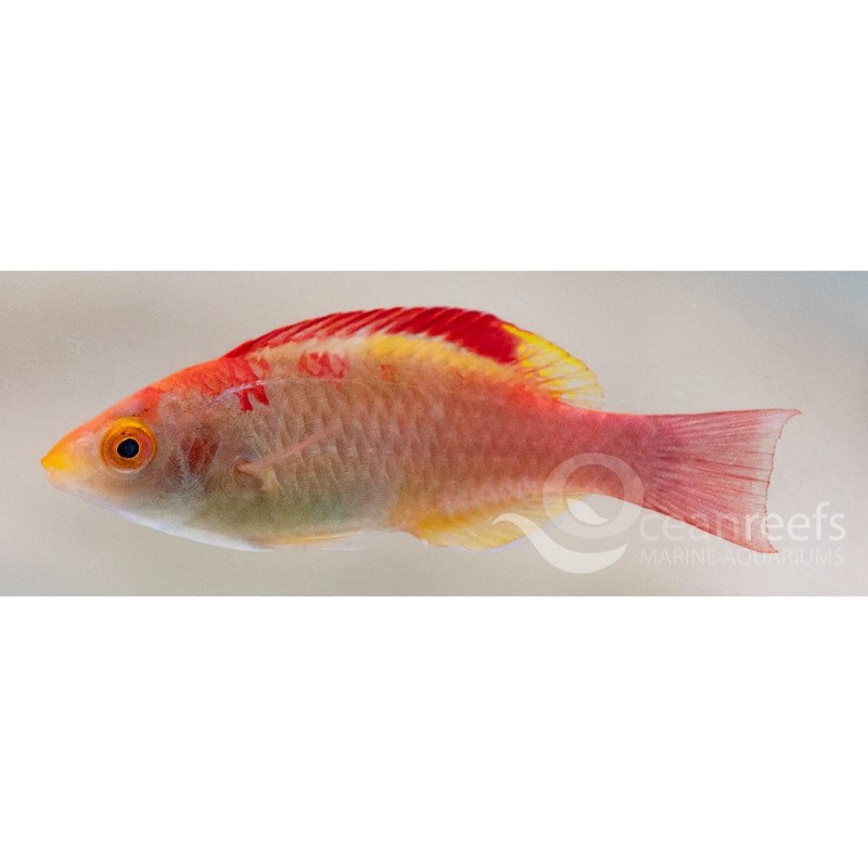 Ink Spot Wrasse