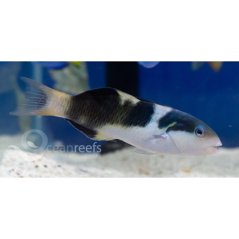 Jansen's Wrasse