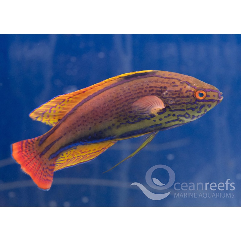 Lineatus Wrasse