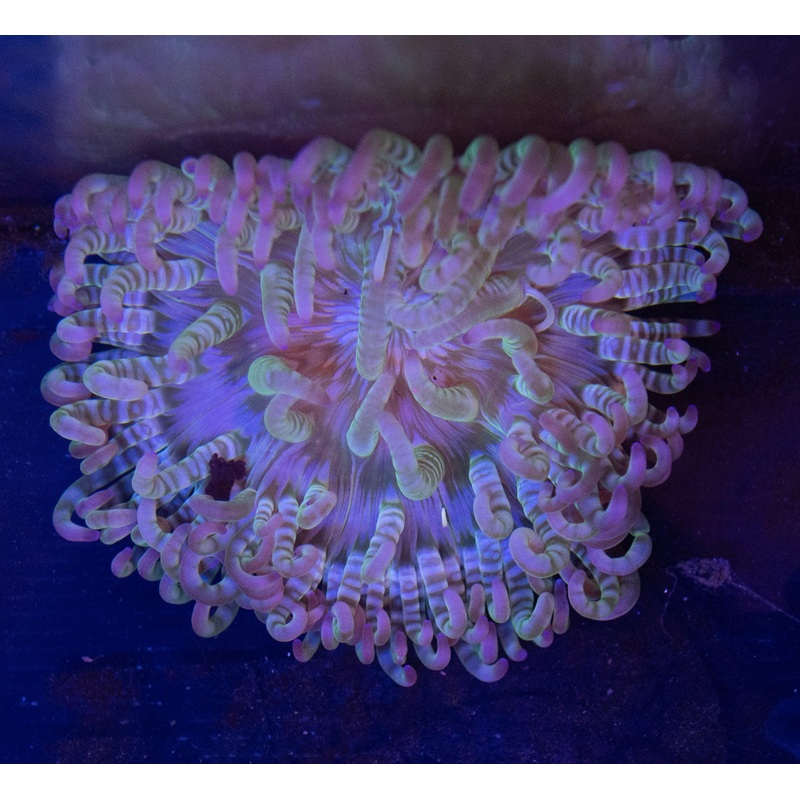 Malu Anemone