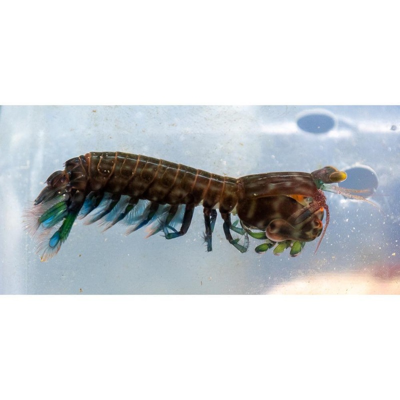 Mantis Shrimp