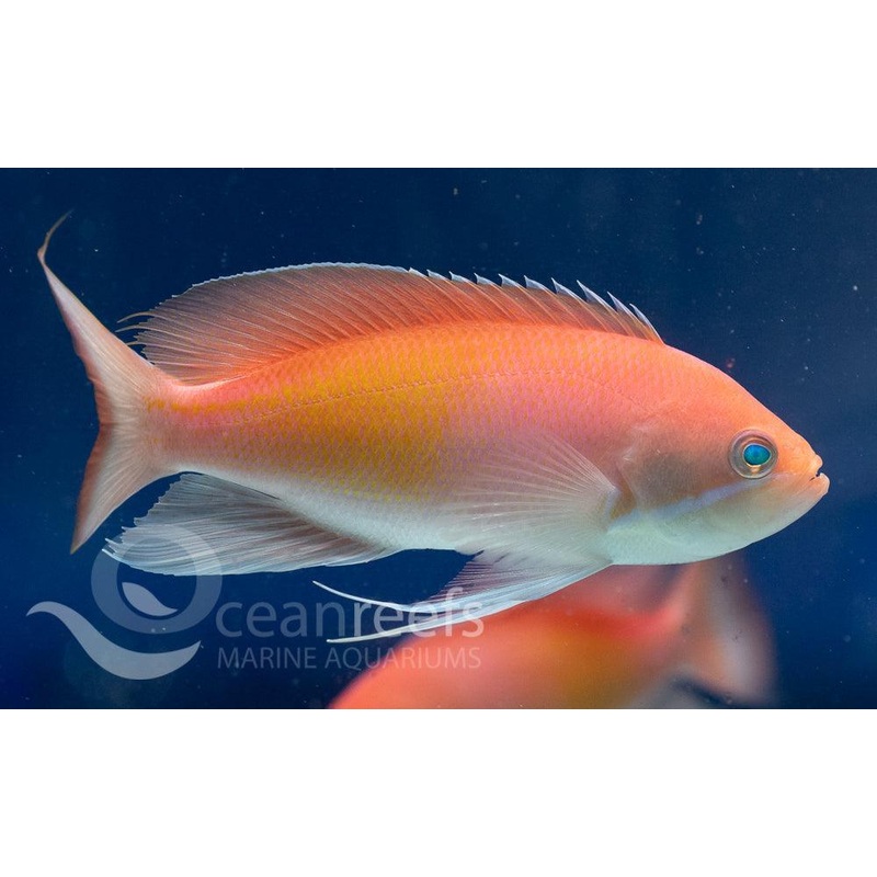 Marcia's Anthias